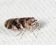 Catonia cinctifrons