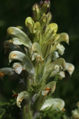 Pedicularis comosa