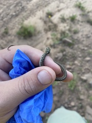 Thamnophis sirtalis pallidulus