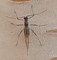Euceraphis