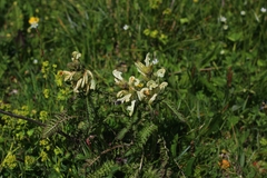 Pedicularis comosa
