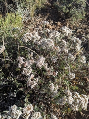 Eriogonum microtheca