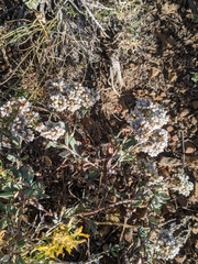 Eriogonum microtheca