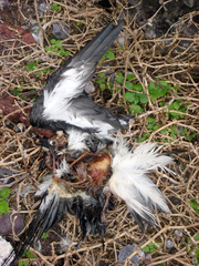 Pterodroma nigripennis