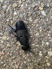 Ocypus olens