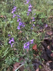 Lobelia amoena