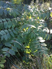 Juglans nigra