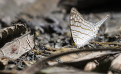 Marpesia merops