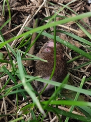 Apodemus sylvaticus
