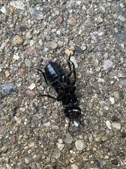 Ocypus olens