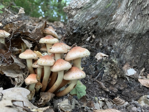 strapcovka tehlovočervená (Hypholoma lateritium)
