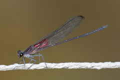 Hetaerina vulnerata
