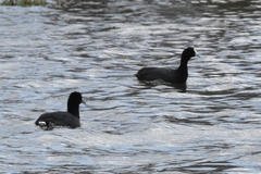 Fulica cristata