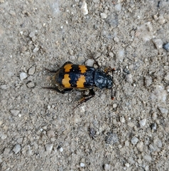 Nicrophorus interruptus