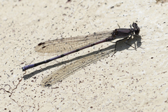 Argia tonto