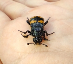 Nicrophorus interruptus