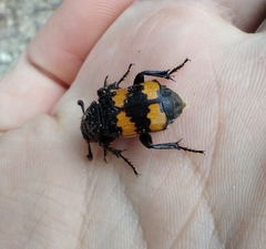 Nicrophorus interruptus