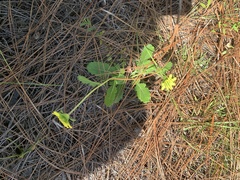 Berlandiera subacaulis