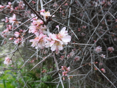 Prunus webbii