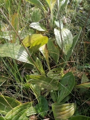Plantago urvillei