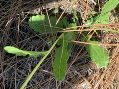 Berlandiera subacaulis