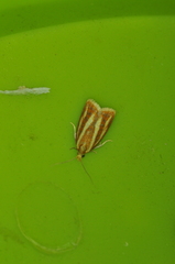 Sparganothis tristriata