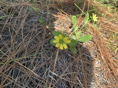 Berlandiera subacaulis