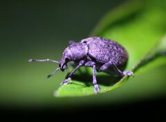 Liophloeus tessulatus