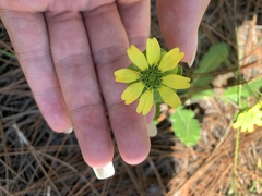 Berlandiera subacaulis