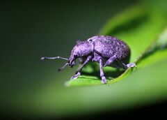 Liophloeus tessulatus