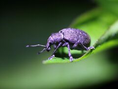 Liophloeus tessulatus