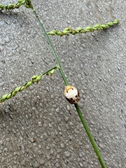Coccinellidae