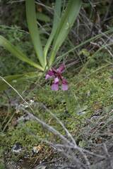 Anacamptis papilionacea