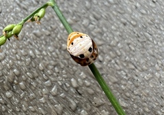 Coccinellidae