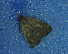 Idia diminuendis
