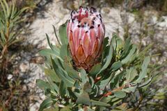 Protea laurifolia