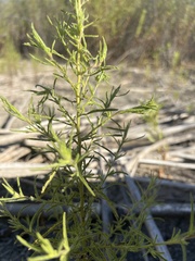 Dittrichia graveolens