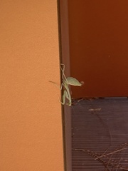 Stagmomantis limbata