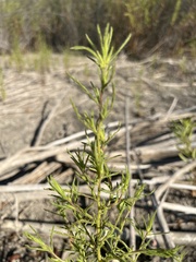 Dittrichia graveolens