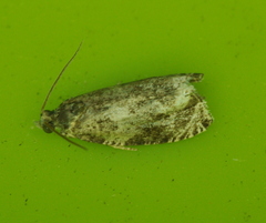 Olethreutes appendiceum