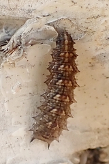 Dasysyrphus tricinctus