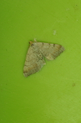 Macaria transitaria