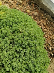 Sedum pallidum