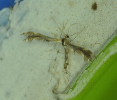 Dejongia lobidactylus