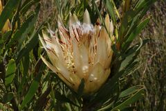 Protea repens