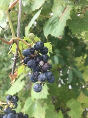 Vitis