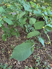 Ulmus glabra