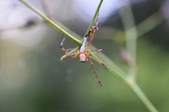 Oxyopes shweta