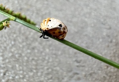Coccinellidae