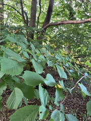 Ulmus glabra